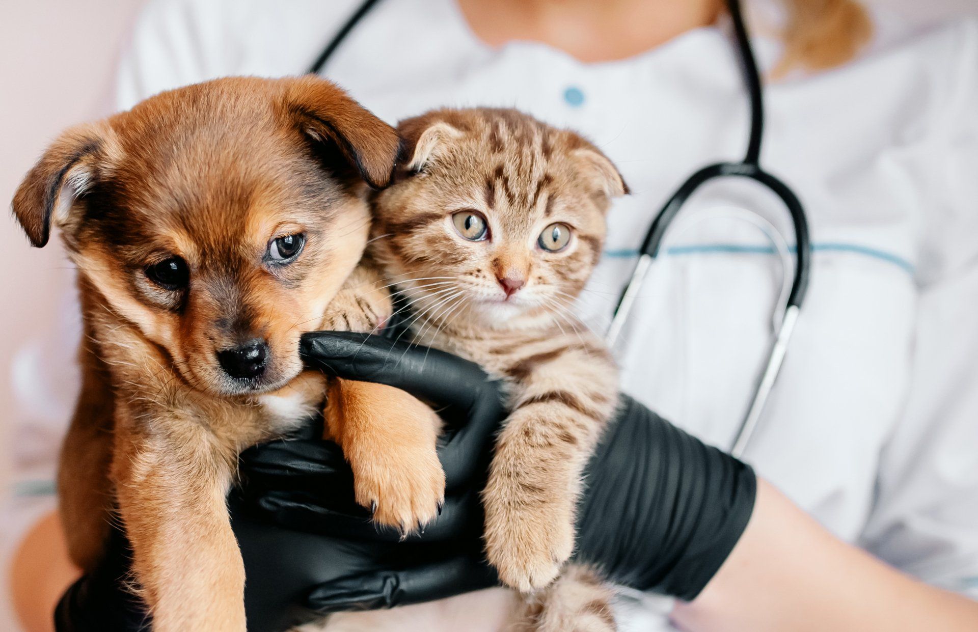 Cyberfix support veterinary clinics and hospitals